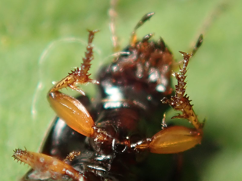 Carabidae: Harpalus? No, Amara lucida